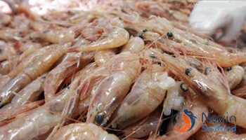 iranin shrimp