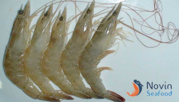 persian shrimp