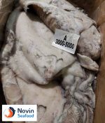 Cuttlefish - Image 4