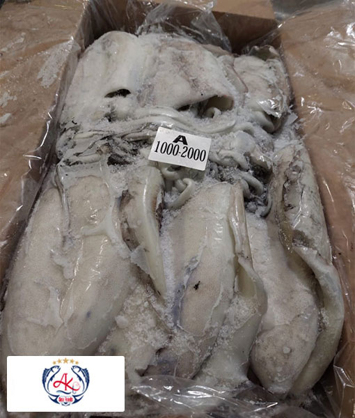 796 Cuttlefish - Image 1