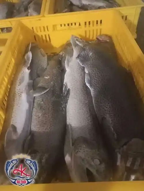 Caspian Sea Salmon Exporter
