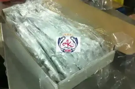 Catching Fresh Largehead Ribbonfish