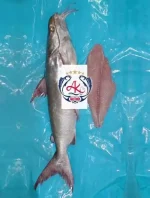 Catfish Fresh Fillet Supplier