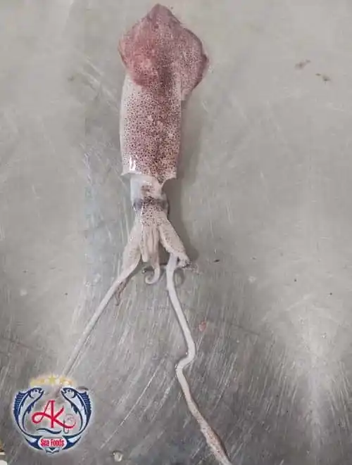 First Class Fresh Squid from Iran