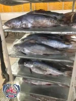 Fresh Catfish Supplier