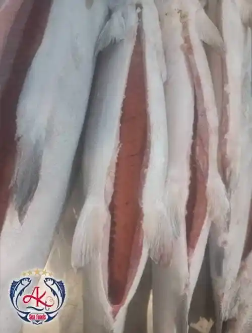 Fresh & Frozen Salmon Fish