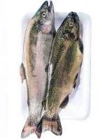 Fresh Rainbow Trout Supplier