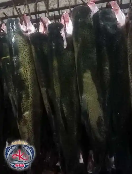 Fresh Salmon Trout Fish-min