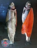 Fresh Salmon Trout Supplier Factory