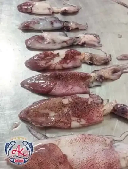 Fresh Squid Fish from Iran