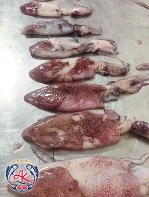 Squid Fish Fresh Squid Fish from Iran