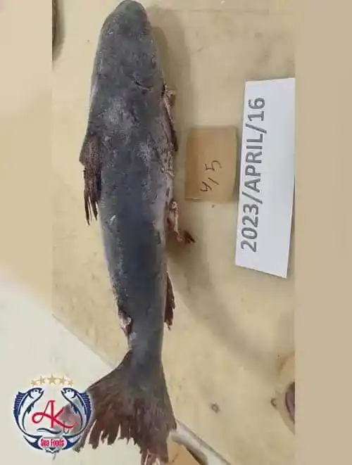 Frozen Catfish Supplier
