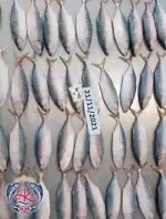 Frozen Indian Mackerel Fish
