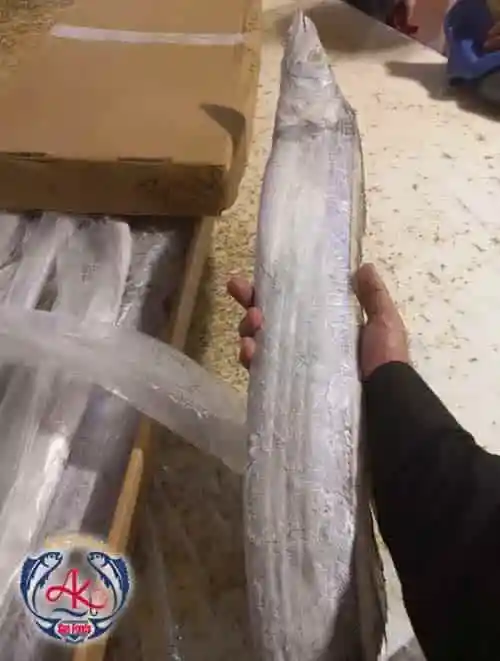 Frozen Ribbonfish Supplier