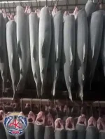 Frozen Salmon Trout Supplier