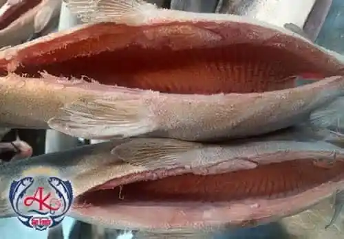 Frozen Salmon Trout