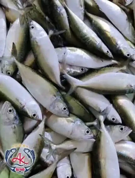 Indian Mackerel Supplier