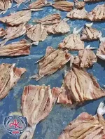 Iran Dried Shark Factory