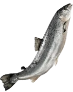 Iran Fish Rainbow Trout