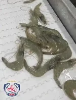 Iran Fish Vannamei Shrimp Processing Line