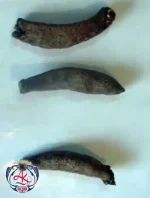 Iran Sea Cucumber Exporter