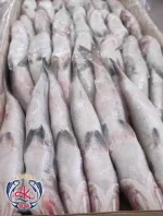 Iranian Indian Mackerel Factory