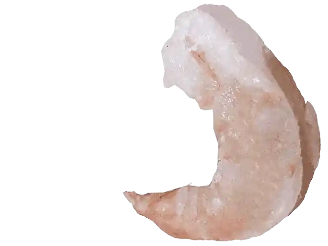 PD Vannamei Farmed Shrimp