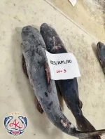 Premium Catfish Supplier