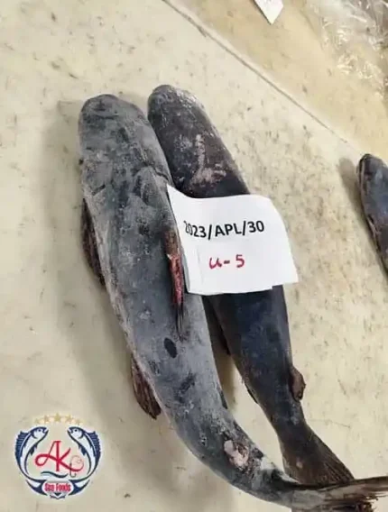 Premium Catfish Supplier