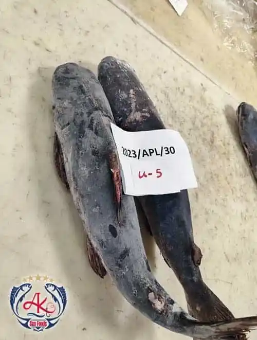 Premium-Catfish-Supplier Premium Catfish Supplier