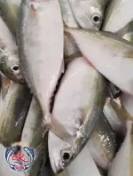 Premium Fresh Indian Mackerel