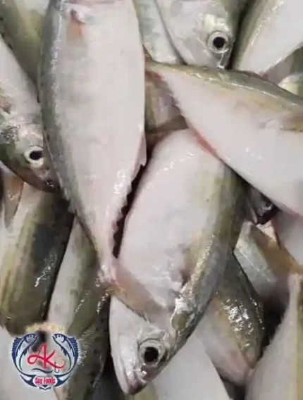 Premium Fresh Indian Mackerel