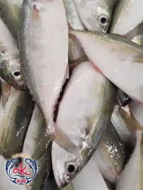 Premium-Fresh-Indian-Mackerel Premium Fresh Indian Mackerel