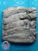 Premium Frozen Squid Fish