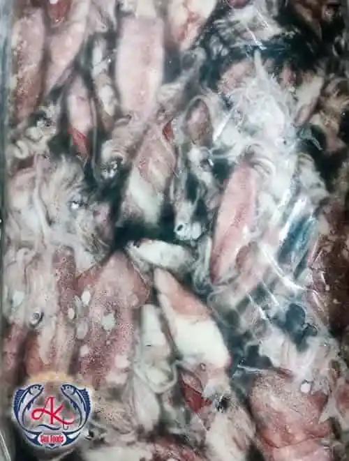 Premium Frozen Squid Fish for Export