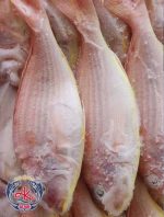 Premium JTB Fish