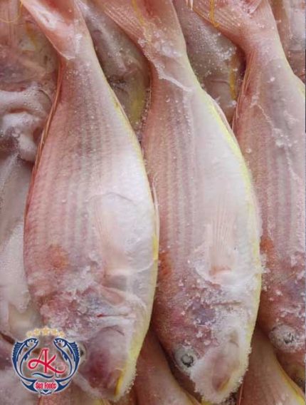 Premium JTB Fish