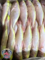 Premium Japanese Threadfin Bream
