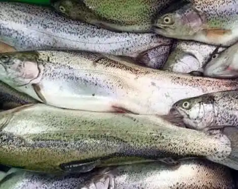 Premium Rainbow Trout Supplier