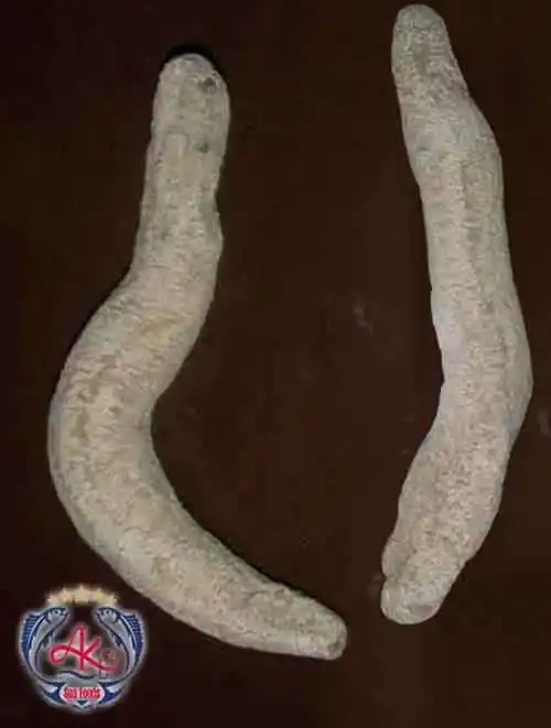 Premium Sea Cucumber
