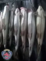 Iran Salmon Fish Supplier