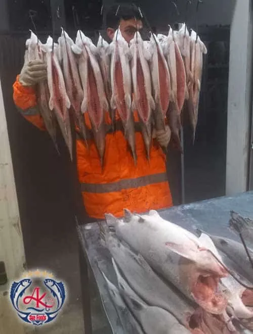 Fresh Salmon Fishing