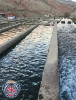 Salmon Trout Processing Farm