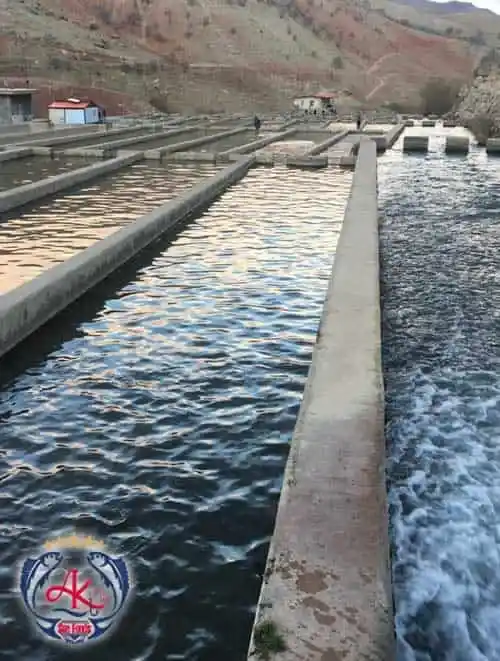 Salmon Trout Processing Farm