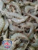 Shrimp from Caspian Sea
