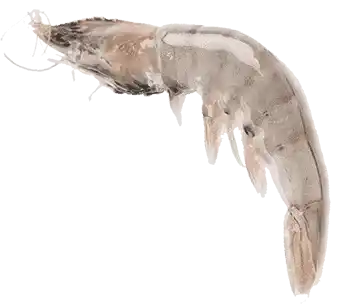 Premium Vannamei Farmed Shrimp