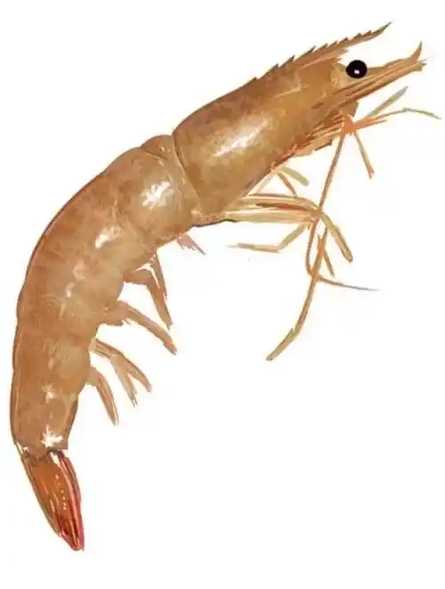 First Class Wild Shrimp Exporter