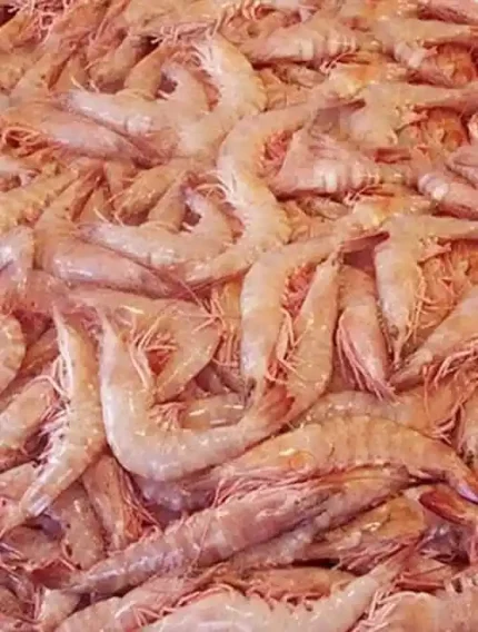 Premium Wild Shrimp Supplier