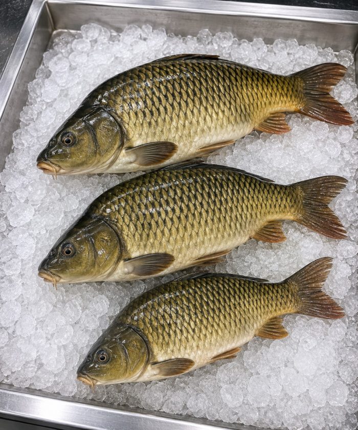 Buy carp fish