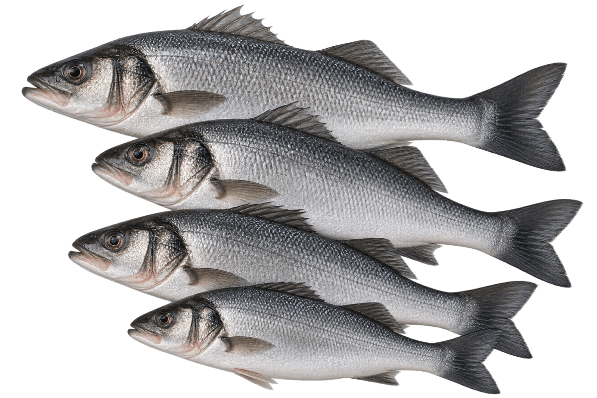Buy sea bass